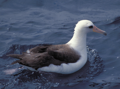 Темноспинный альбатрос и Тонкоклювый буревестник / Птицы Южных Курил